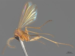 how to get rid of fungus gnats 2025